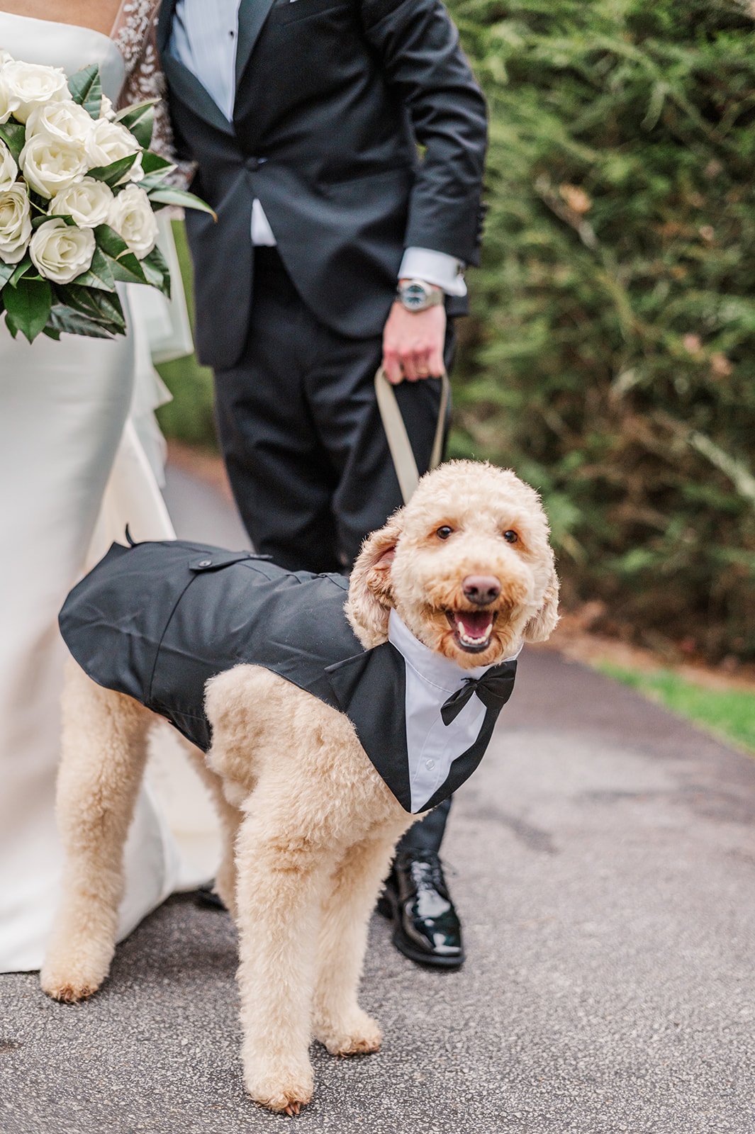 Dog ring bearer suit 