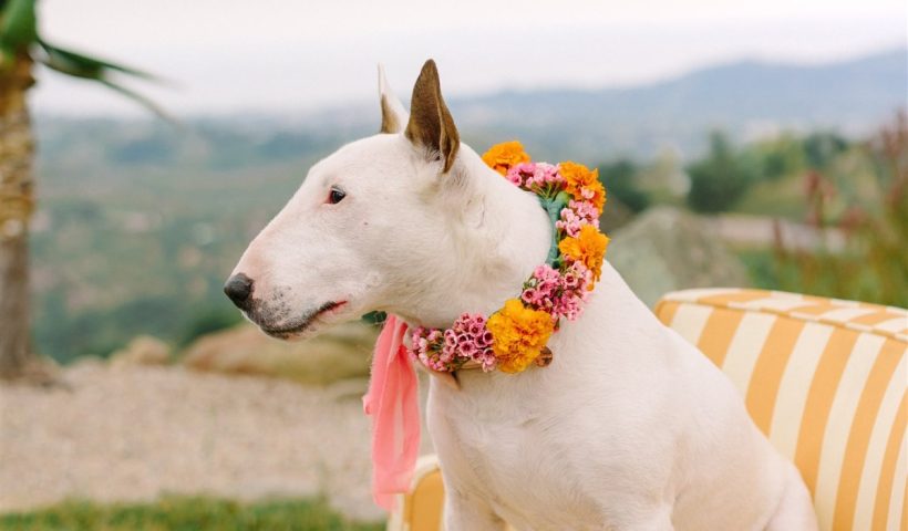 If a tequila sunrise was a wedding, this would be it