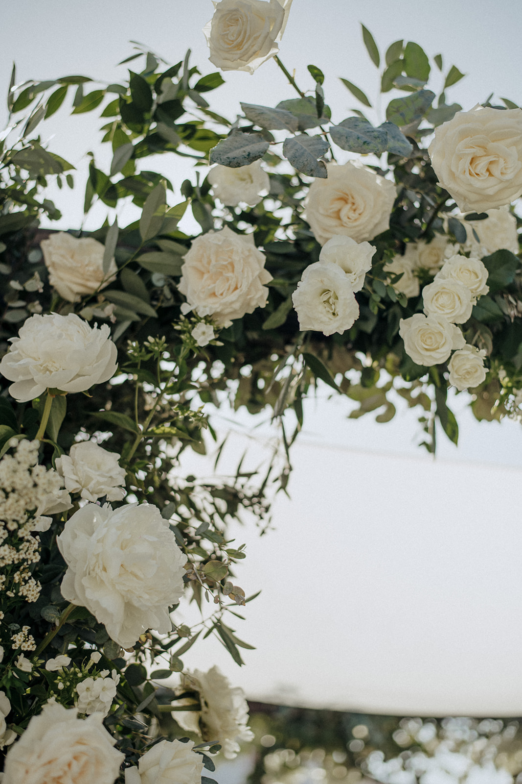 large white roses 